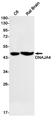 DNAJA4 Antibody in Western Blot (WB)