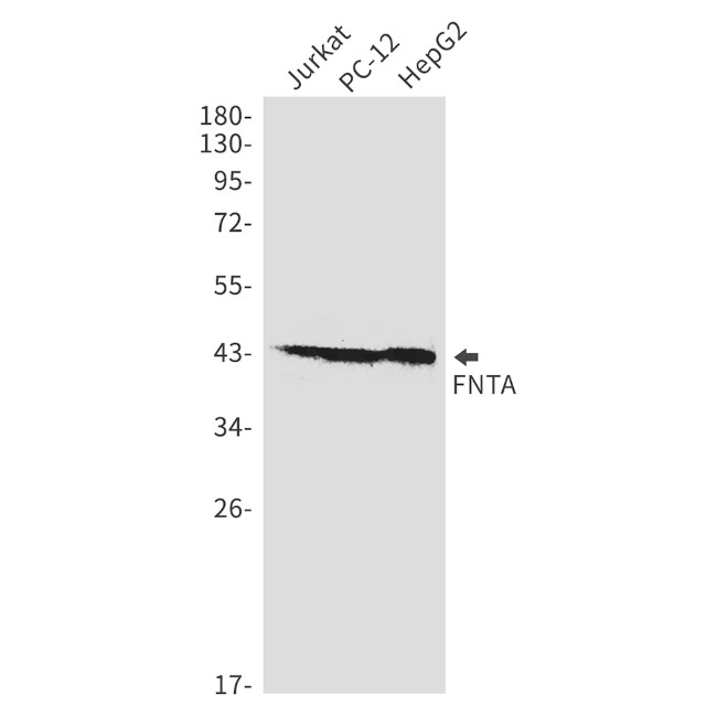 FNTA Antibody in Western Blot (WB)
