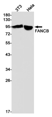 FANCB Antibody in Western Blot (WB)