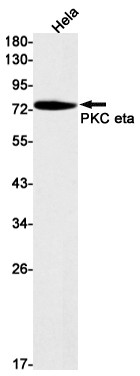 PKC eta Antibody in Western Blot (WB)