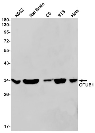 OTUB1 Antibody in Western Blot (WB)