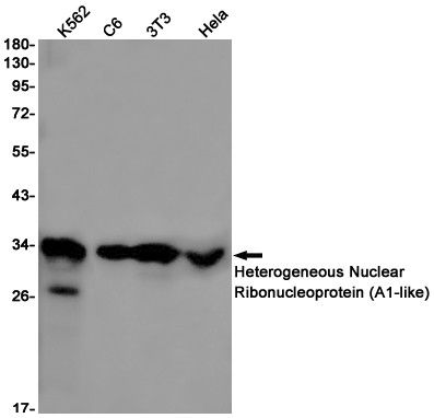 hnRNP A1L2 Antibody in Western Blot (WB)