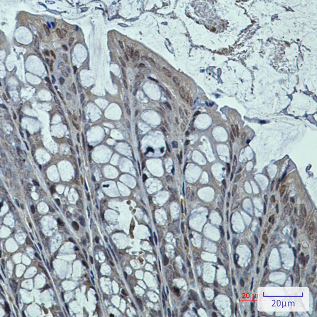 DNAJB6 Antibody in Immunohistochemistry (Paraffin) (IHC (P))