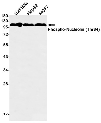 Phospho-Nucleolin (Thr84) Antibody in Western Blot (WB)