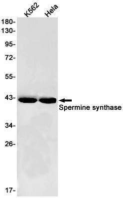 SMS Antibody in Western Blot (WB)