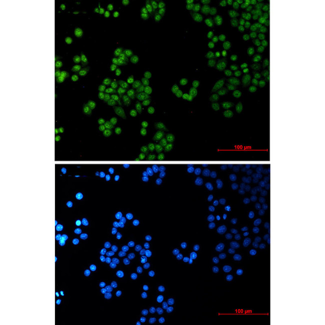 SP1 Antibody in Immunocytochemistry (ICC/IF)