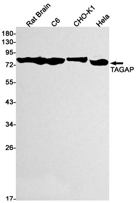 TAGAP Antibody in Western Blot (WB)