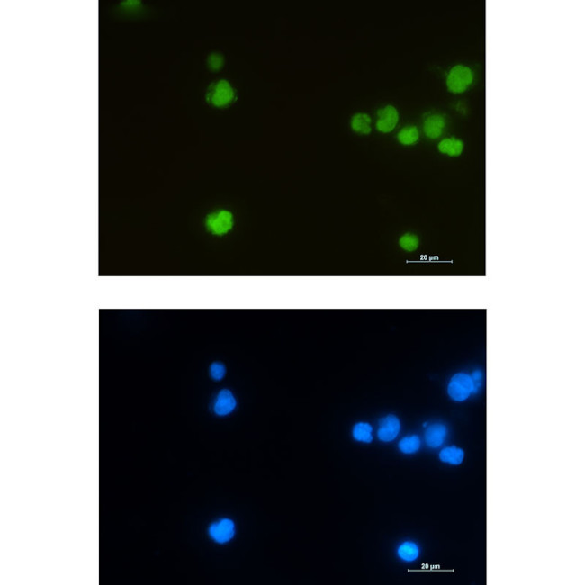 LEF1 Antibody in Immunocytochemistry (ICC/IF)