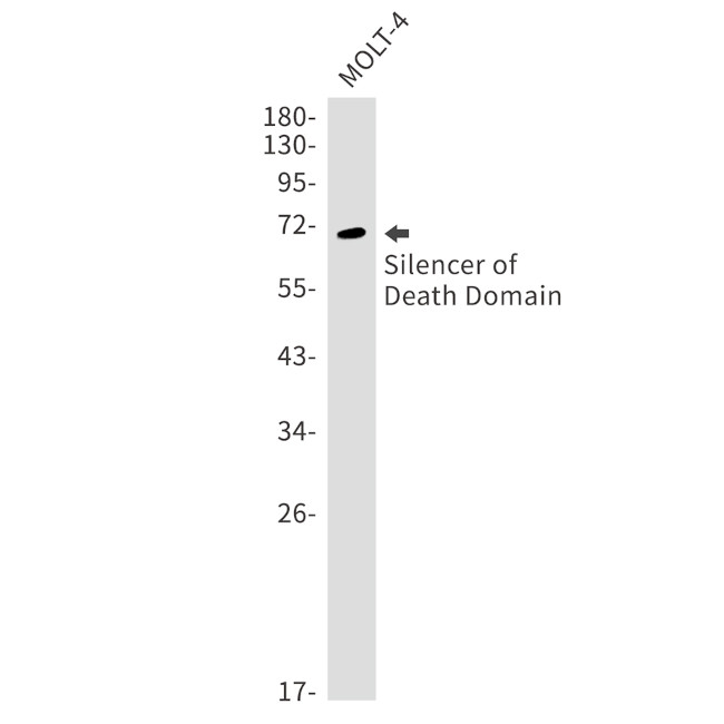 BAG4 Antibody in Western Blot (WB)