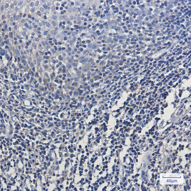 MTCO2 Antibody in Immunohistochemistry (Paraffin) (IHC (P))