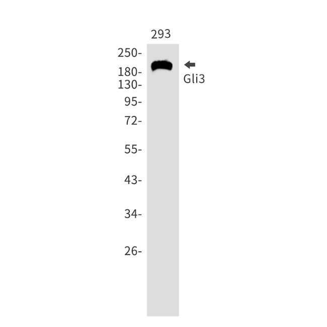 GLI3 Antibody in Western Blot (WB)
