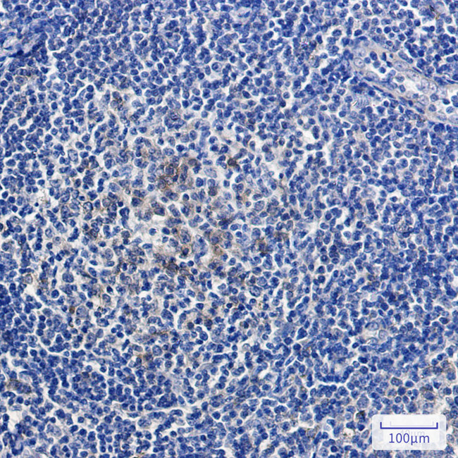 Relaxin 2 Antibody in Immunohistochemistry (Paraffin) (IHC (P))