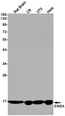 ENSA Antibody in Western Blot (WB)