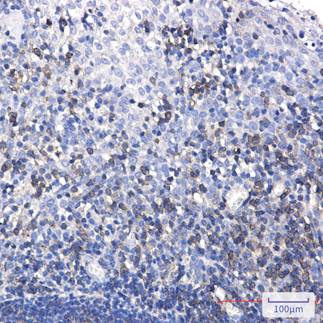 SHP-1 Antibody in Immunohistochemistry (Paraffin) (IHC (P))
