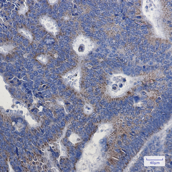 NDUFA1 Antibody in Immunohistochemistry (Paraffin) (IHC (P))