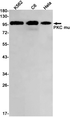 PKC mu Antibody in Western Blot (WB)