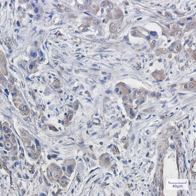 DTL Antibody in Immunohistochemistry (Paraffin) (IHC (P))