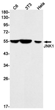 JNK1 Antibody in Western Blot (WB)