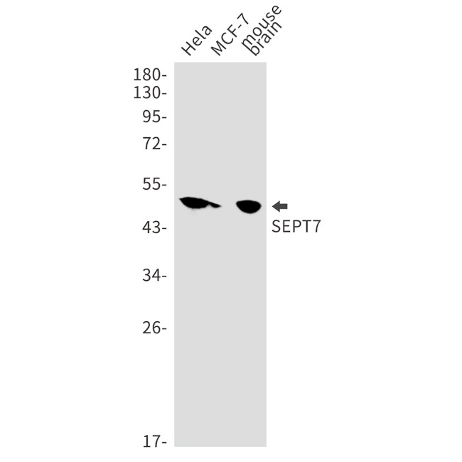 Septin-7 Antibody in Western Blot (WB)
