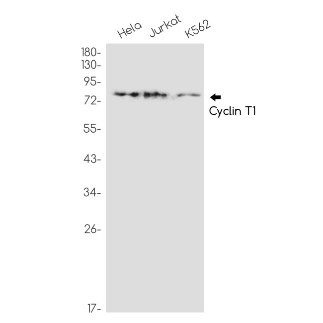 Cyclin T1 Antibody in Western Blot (WB)