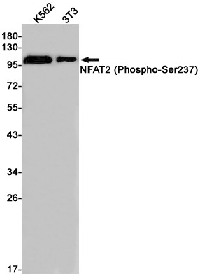 Phospho-NFATC1 (Ser237) Antibody in Western Blot (WB)