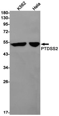 PTDSS2 Antibody in Western Blot (WB)