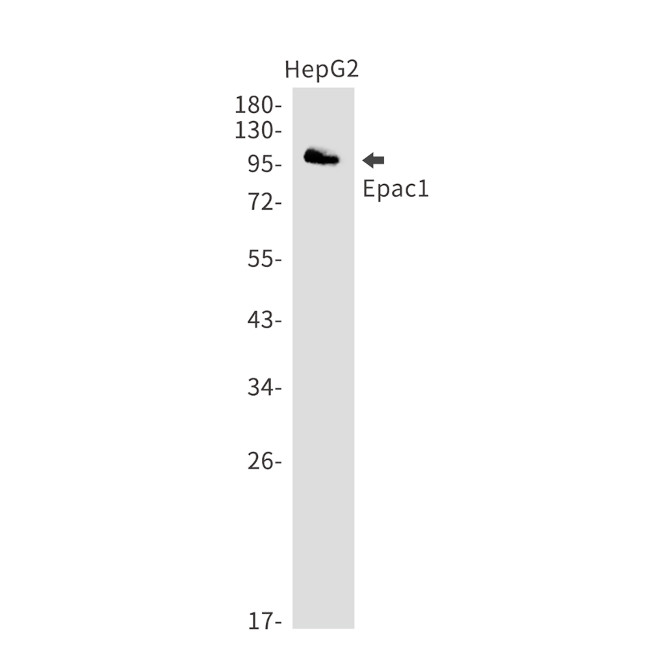 RAPGEF3 Antibody in Western Blot (WB)