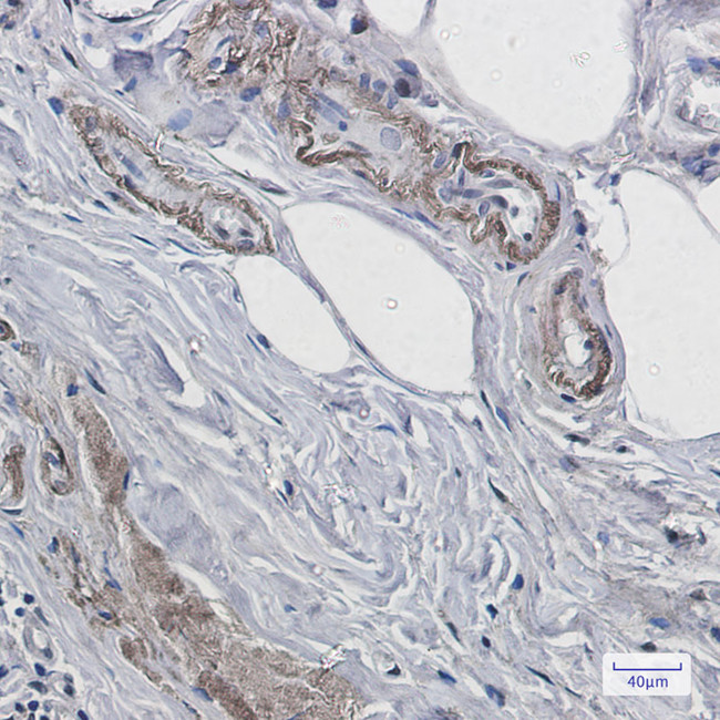 PrP Antibody in Immunohistochemistry (Paraffin) (IHC (P))