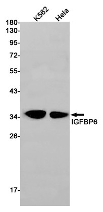 IGFBP6 Antibody in Western Blot (WB)
