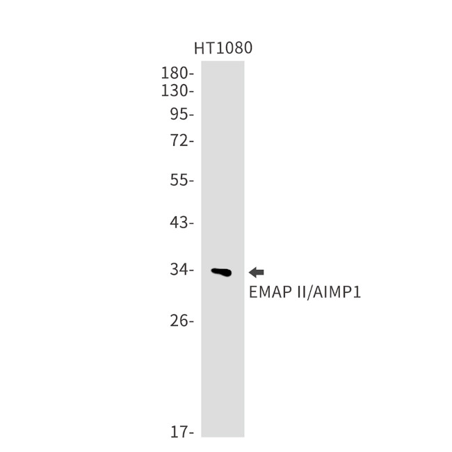 EMAP II Antibody in Western Blot (WB)