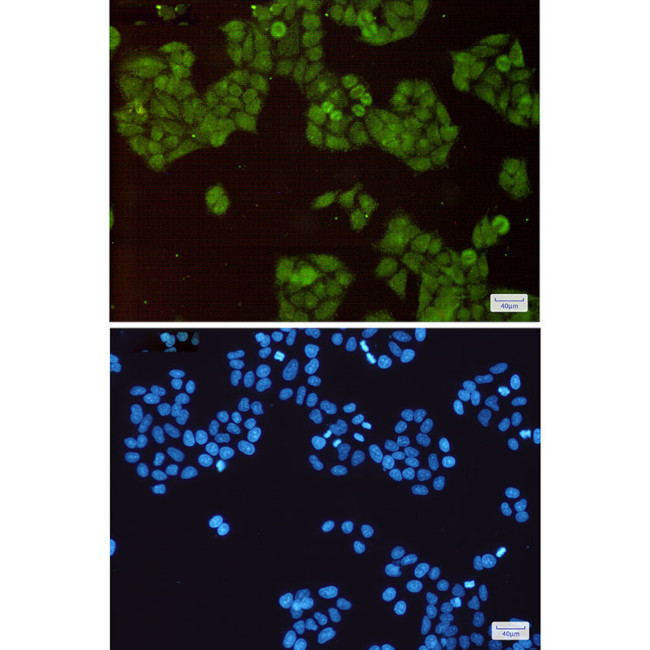 Cullin 1 Antibody in Immunocytochemistry (ICC/IF)