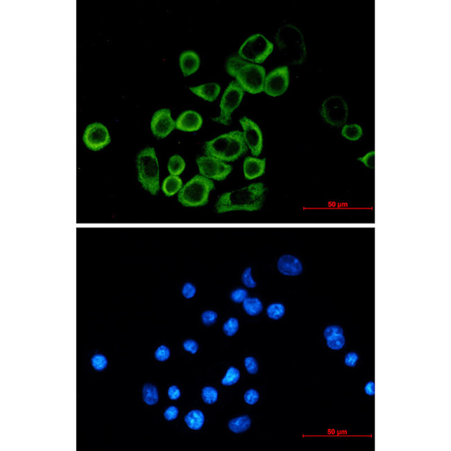 EIF2A Antibody in Immunocytochemistry (ICC/IF)