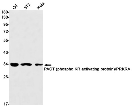 PACT Antibody in Western Blot (WB)