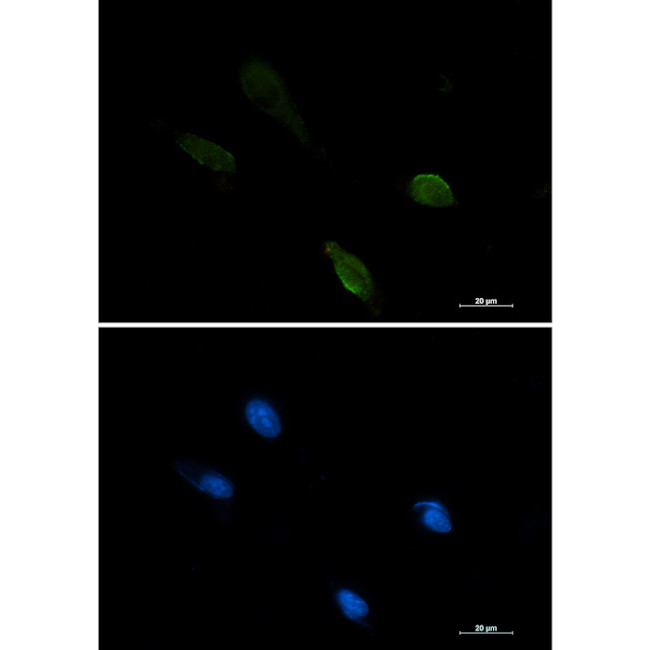 IRF1 Antibody in Immunocytochemistry (ICC/IF)
