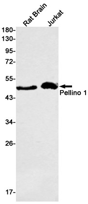 Pellino 1 Antibody in Western Blot (WB)