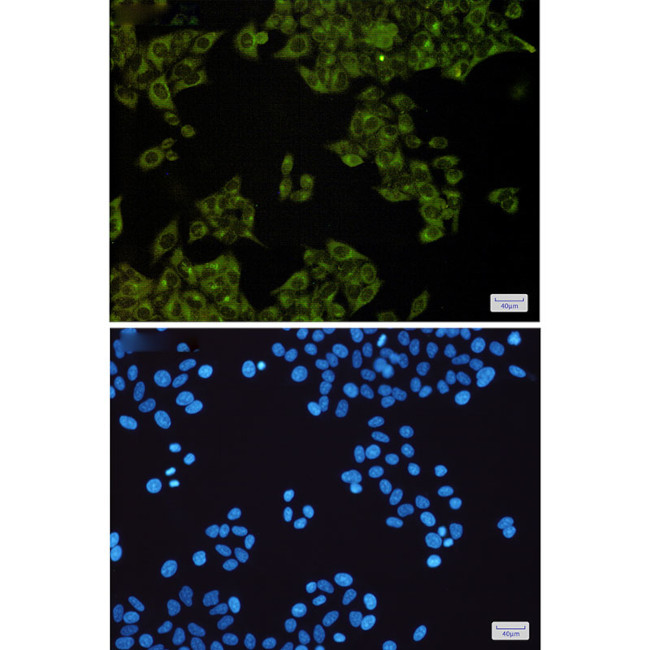 MST4 Antibody in Immunocytochemistry (ICC/IF)