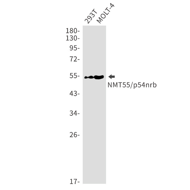 NONO Antibody in Western Blot (WB)