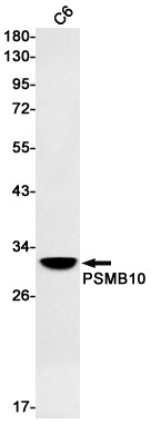 PSMB10 Antibody in Western Blot (WB)