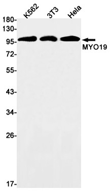 MYO19 Antibody in Western Blot (WB)