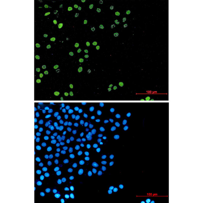 Cyclin A2 Antibody in Immunocytochemistry (ICC/IF)