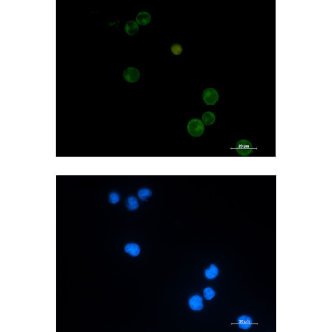 CD100 Antibody in Immunocytochemistry (ICC/IF)