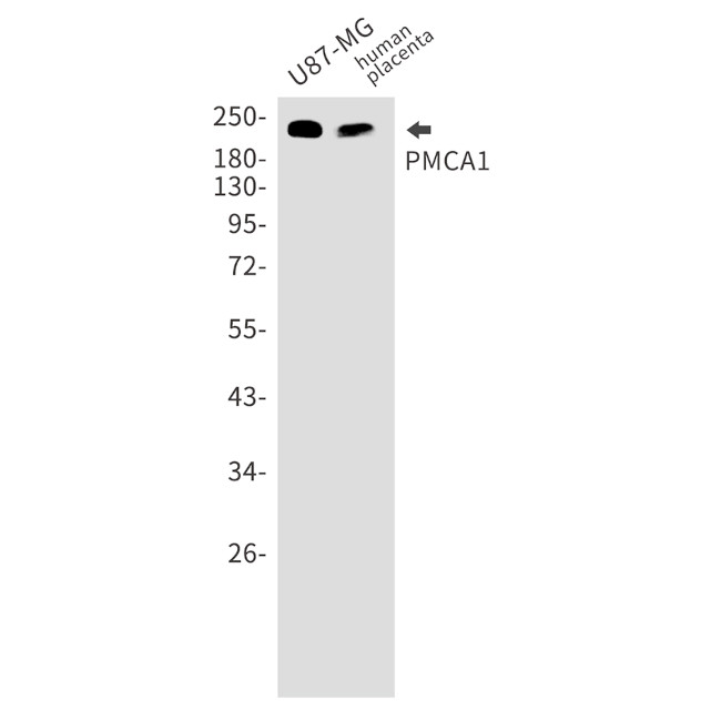 PMCA1 ATPase Antibody in Western Blot (WB)