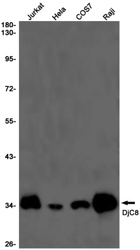 DNAJC8 Antibody in Western Blot (WB)