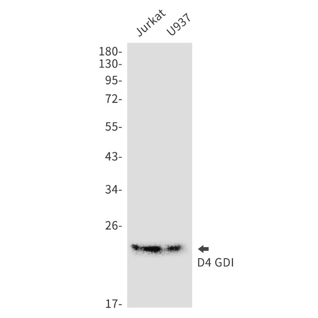 D4-GDI Antibody in Western Blot (WB)