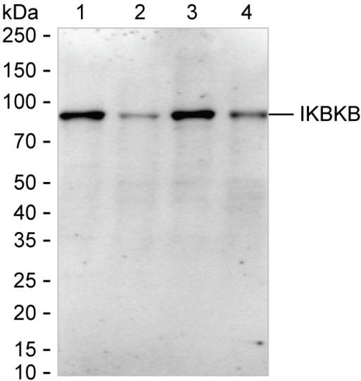 IKK beta Antibody in Western Blot (WB)