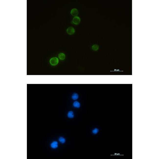 ELMO1 Antibody in Immunocytochemistry (ICC/IF)