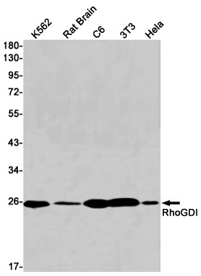 RhoGDI Antibody in Western Blot (WB)