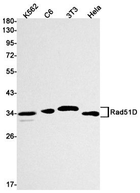 RAD51D Antibody in Western Blot (WB)