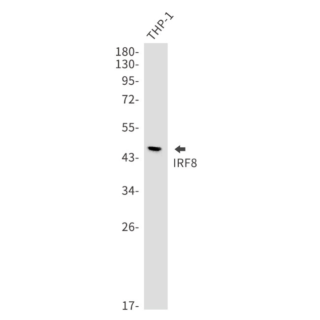 IRF8 Antibody in Western Blot (WB)