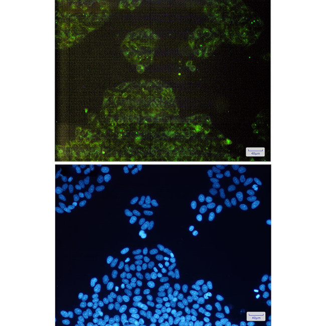 cIAP1 Antibody in Immunocytochemistry (ICC/IF)